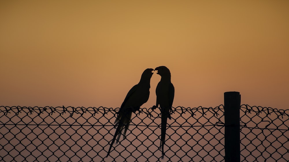 a couple of birds sitting on top of a fence