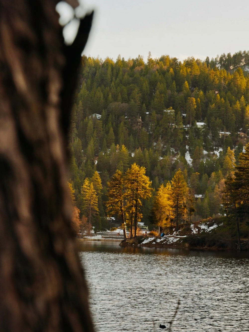 a boat floating on top of a lake next to a forest