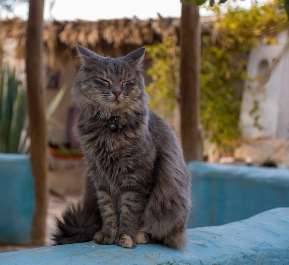 a gray cat sitting on top of a blue wall