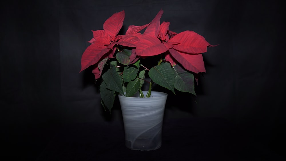 a red poinsettia in a white vase on a black background