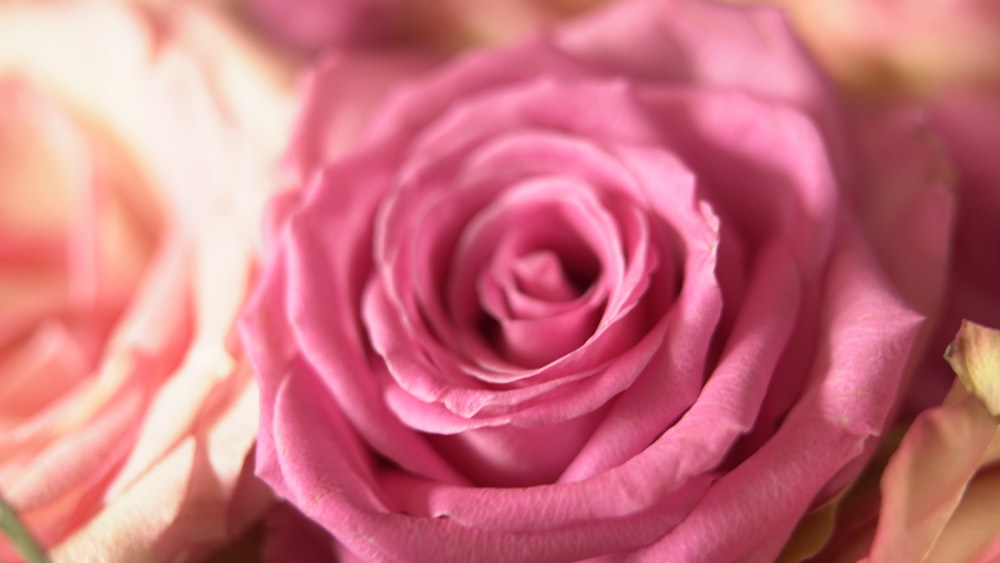 a close up view of a pink rose