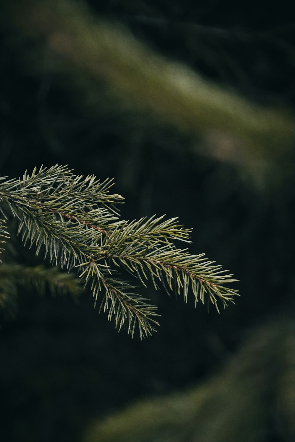 a close up of a pine tree branch