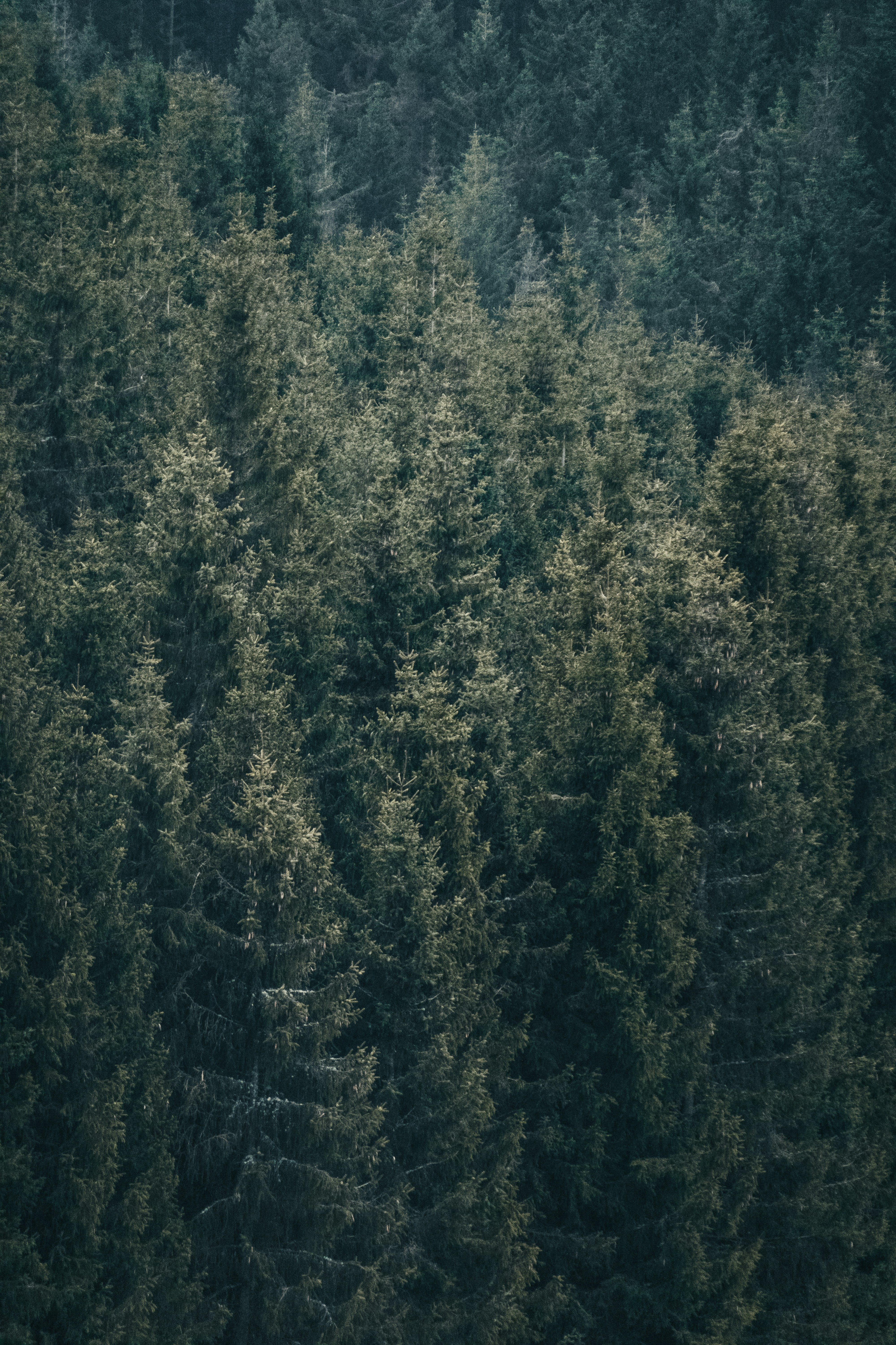 What are the most important title loan requirements and how to get one fast?