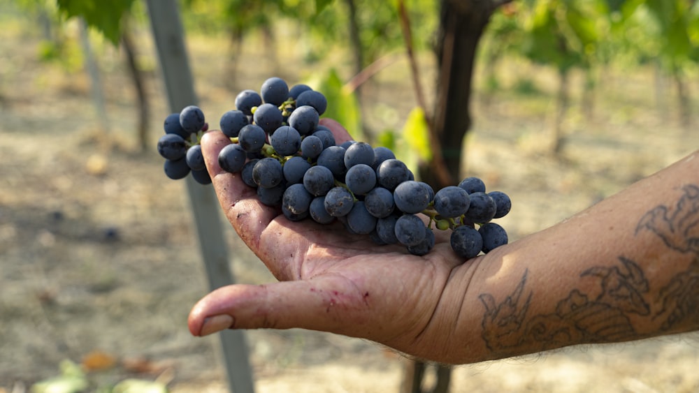 a person holding a bunch of grapes in their hand