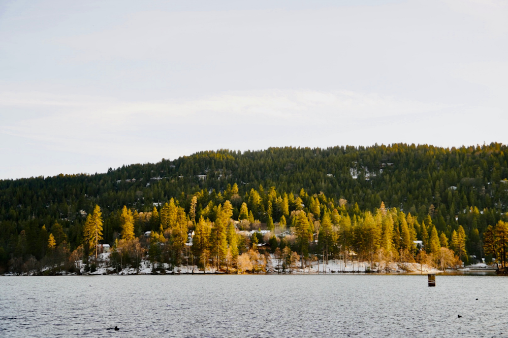 a large body of water surrounded by a forest