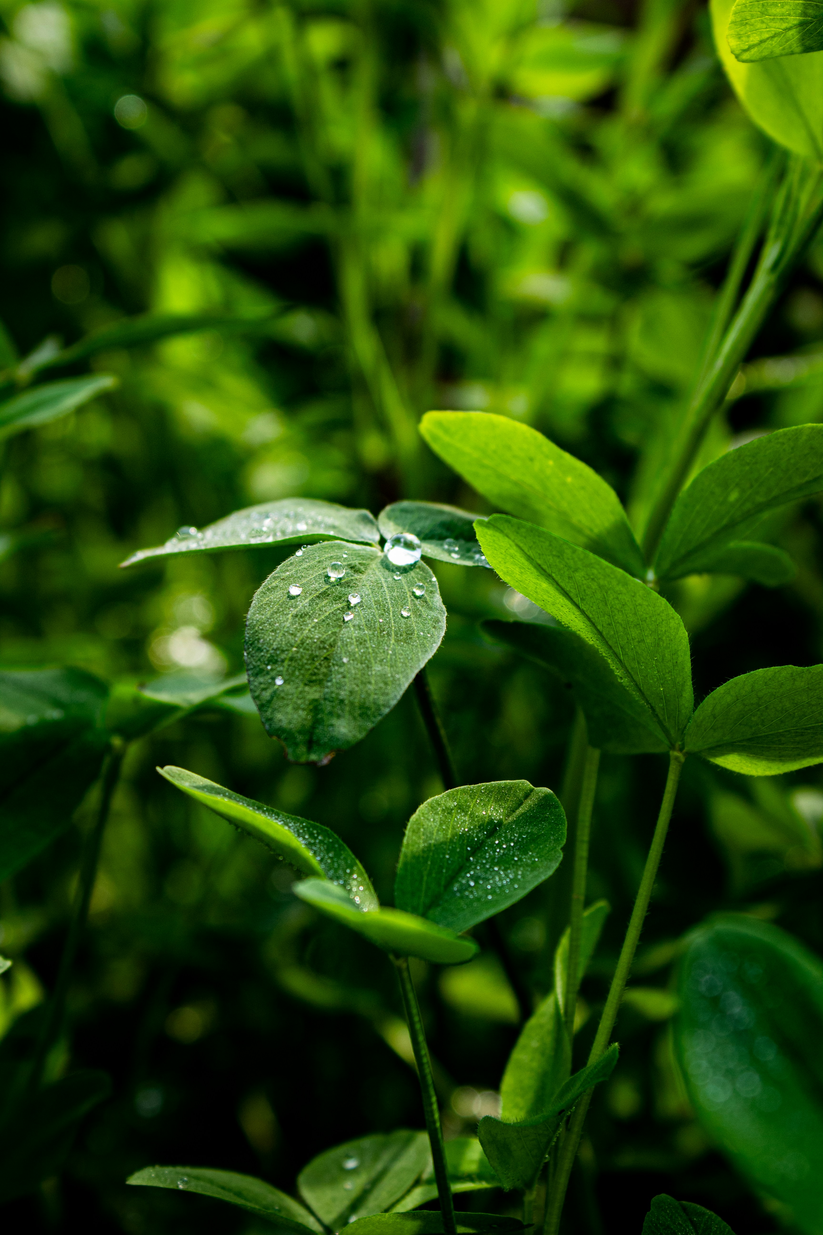 a green plant with water droplets on it