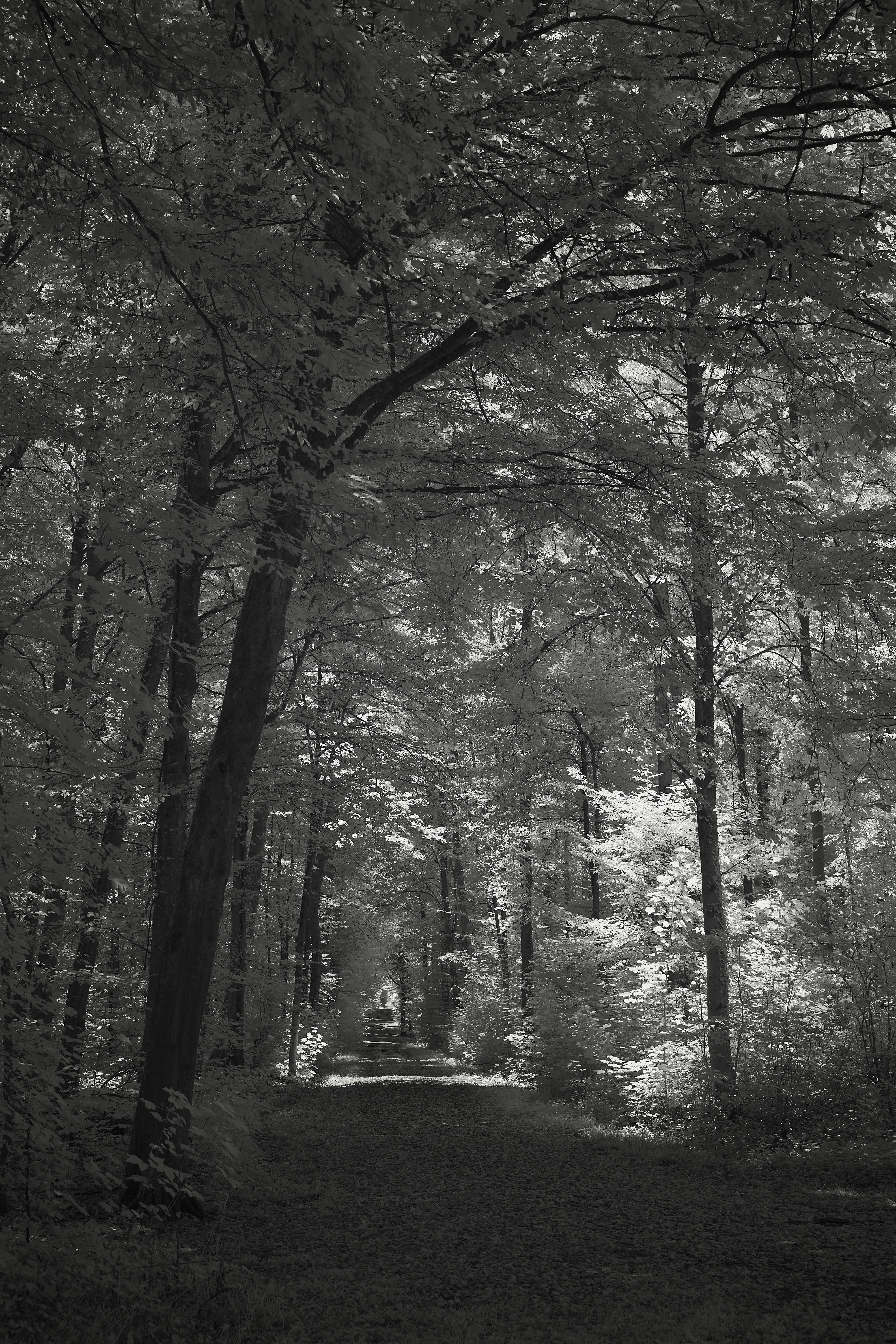 Photo by wolfgang_hasselmann