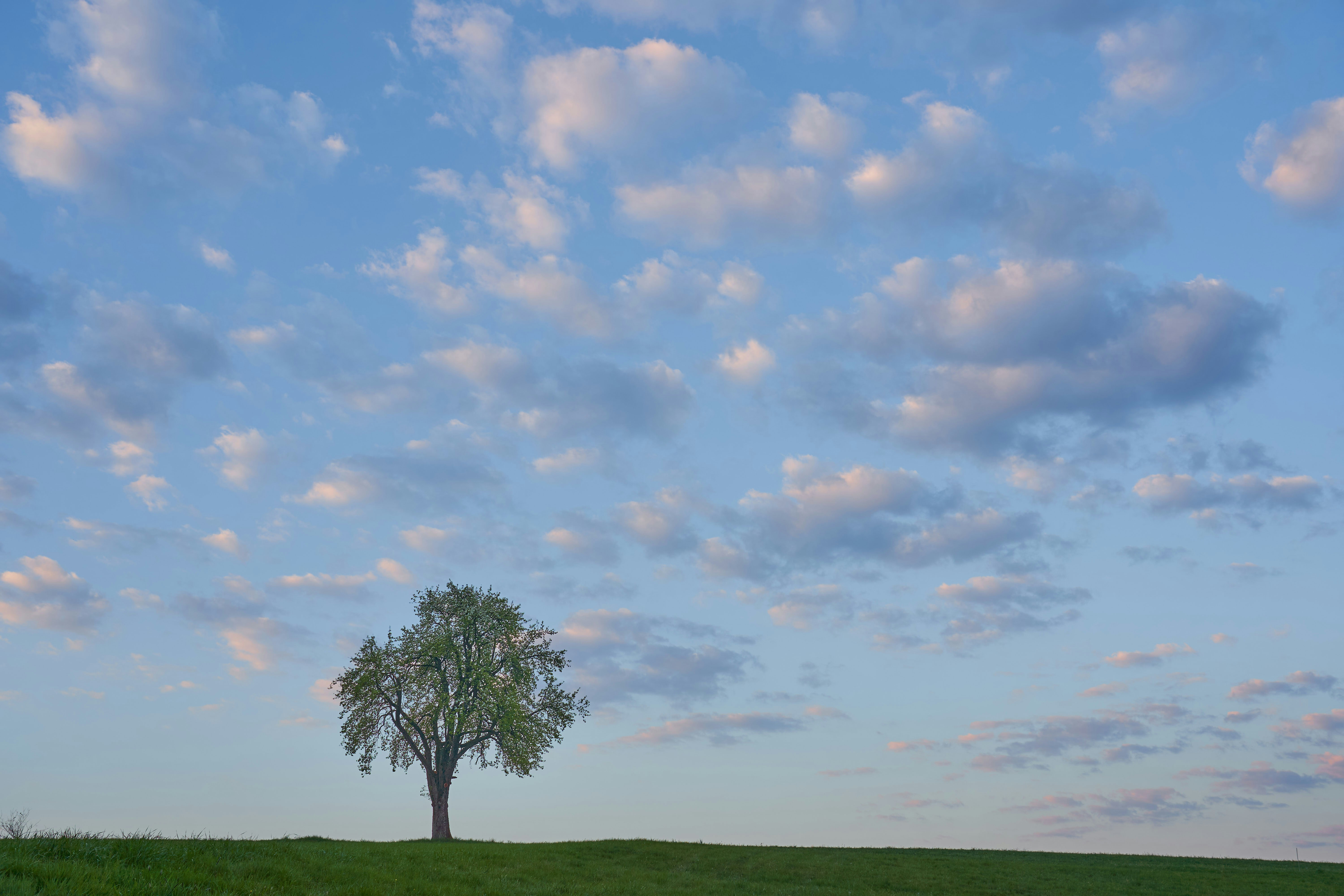 Photo by wolfgang_hasselmann