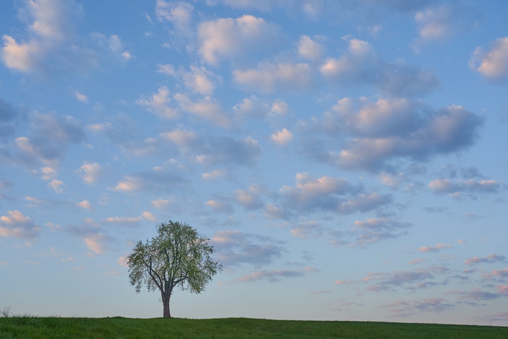 a lone tree on a grassy hill under a cloudy sky