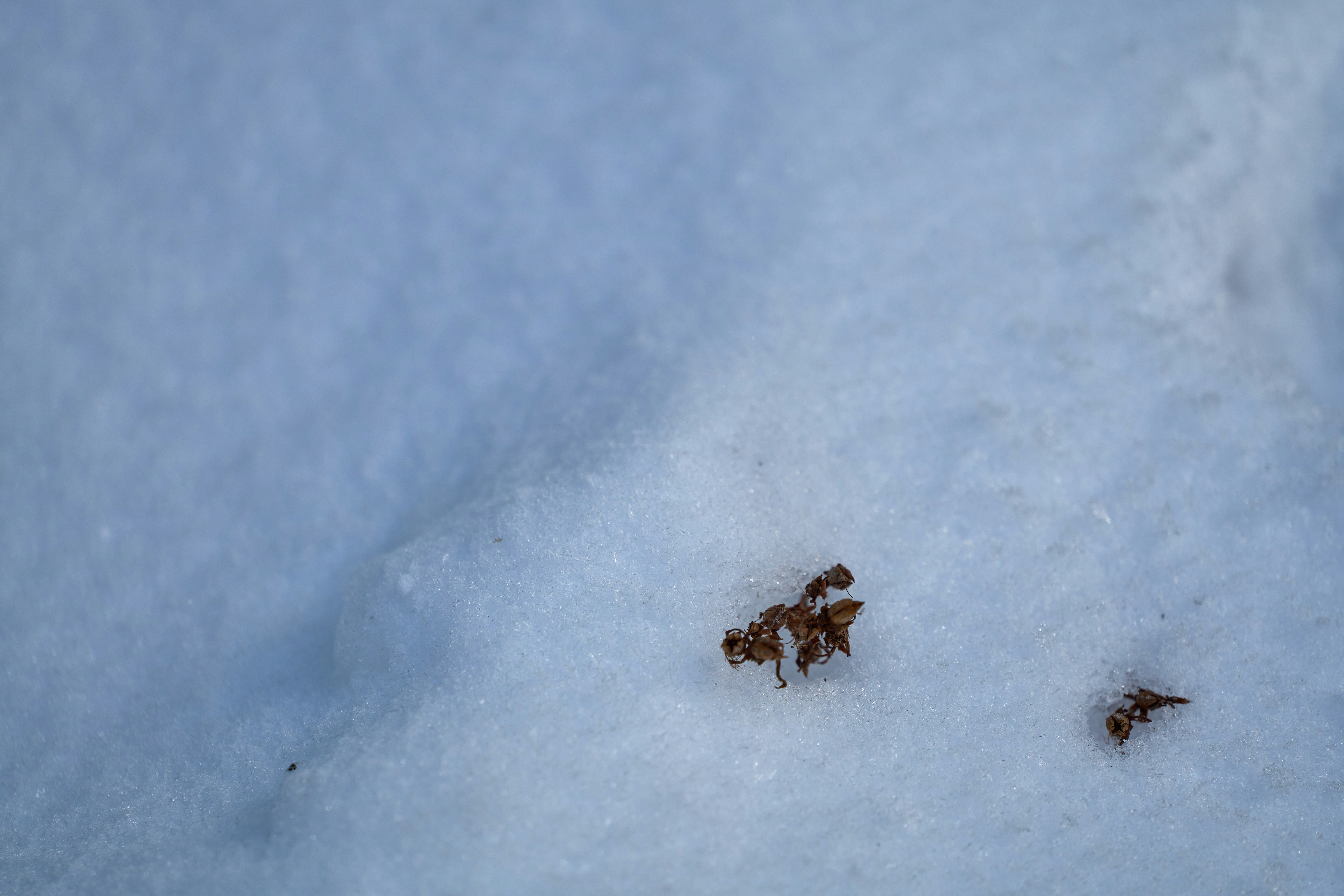 Photo by wolfgang_hasselmann