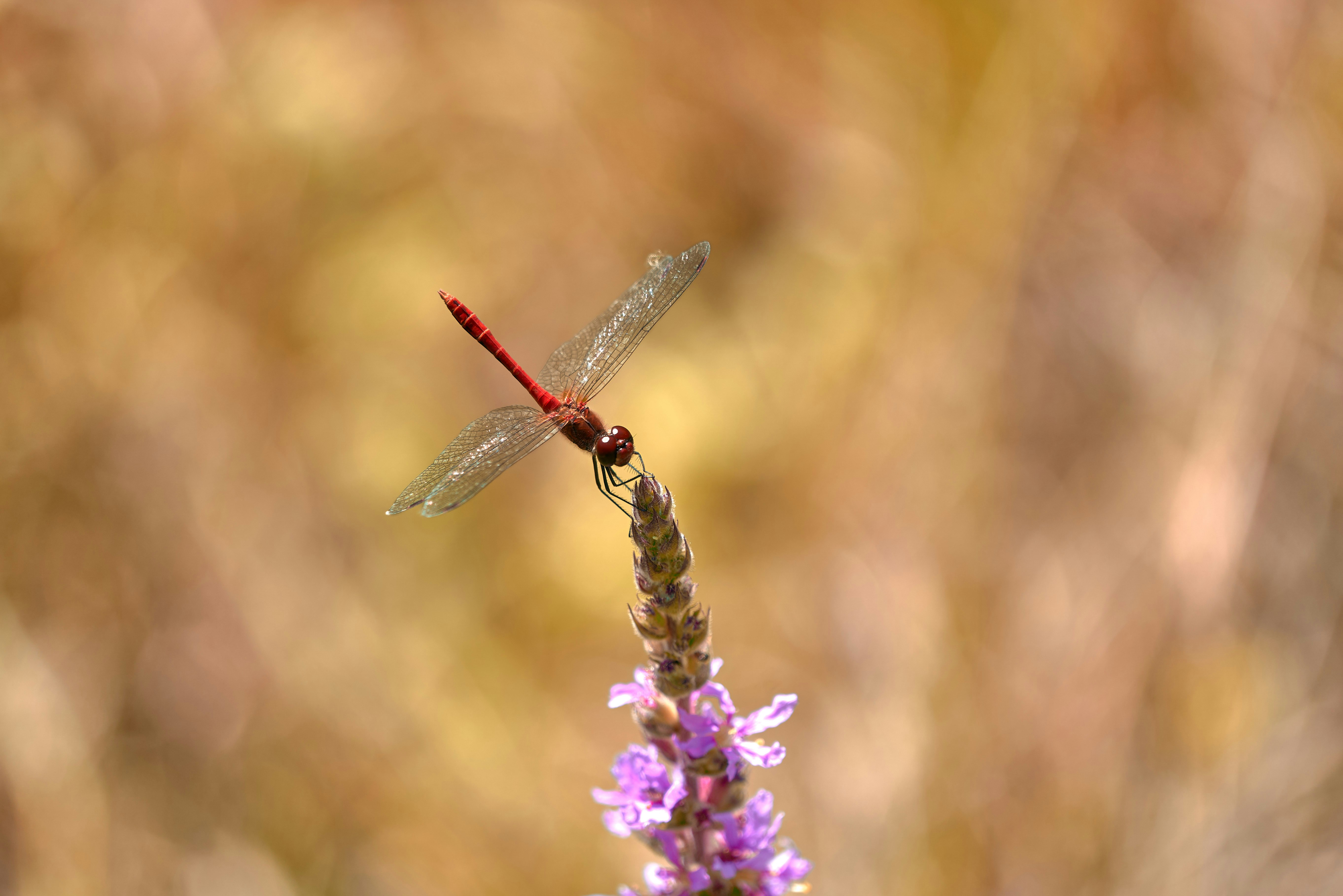 Photo by wolfgang_hasselmann