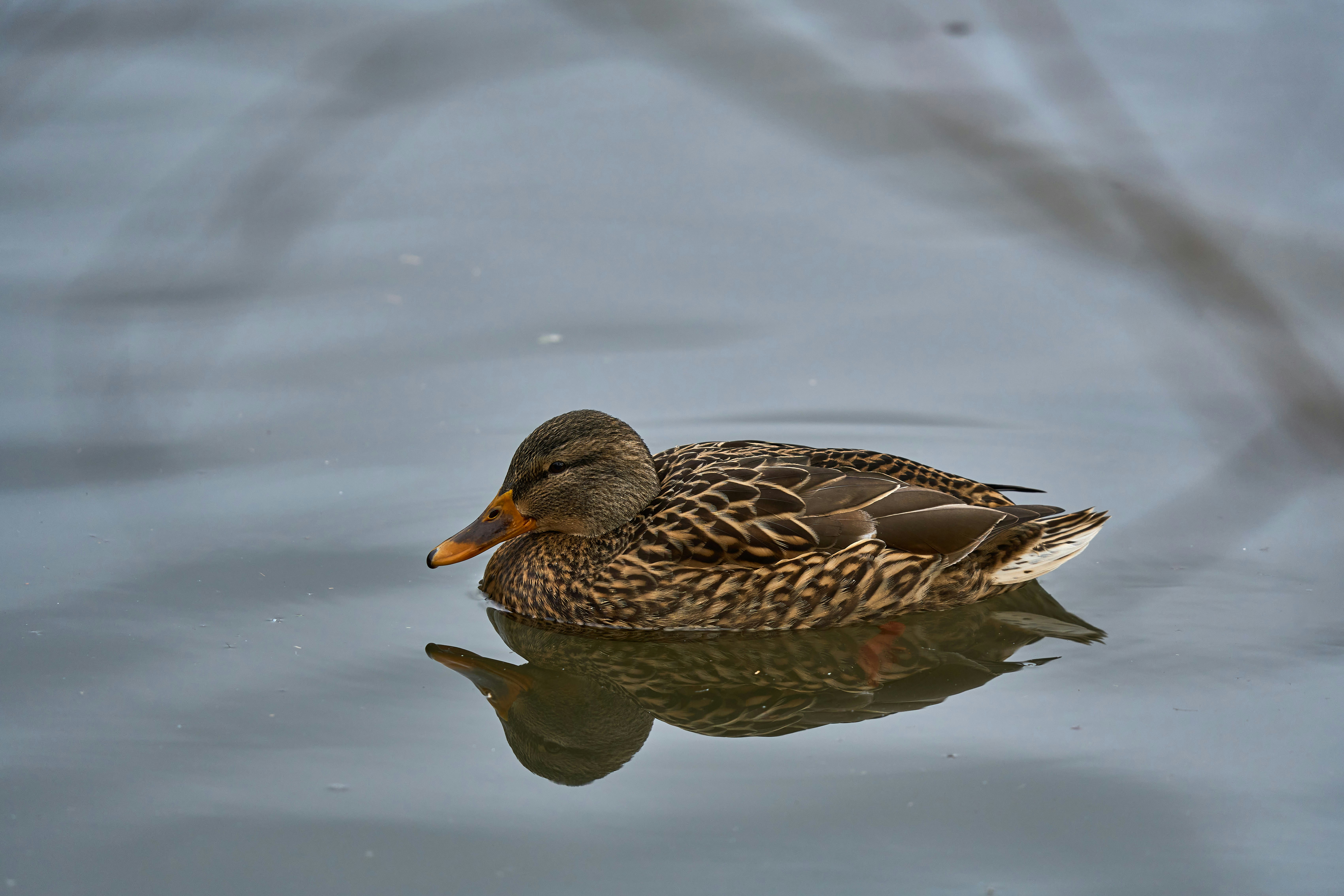 Photo by wolfgang_hasselmann