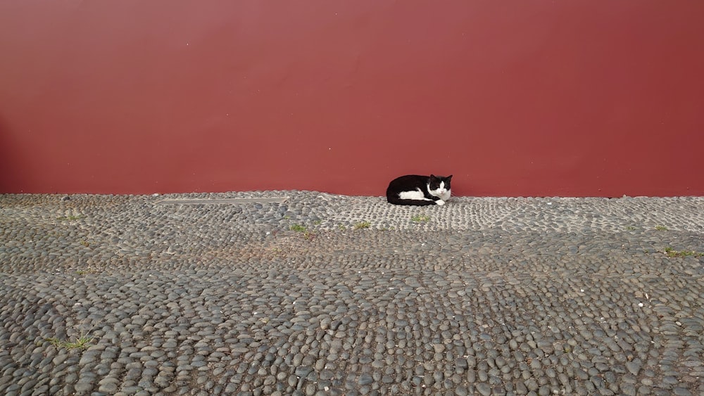 a black and white cat sitting on the ground next to a red wall