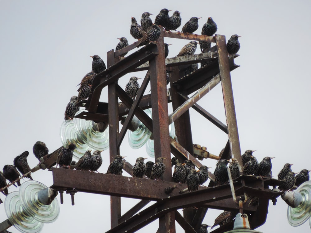 a flock of birds sitting on top of a metal structure