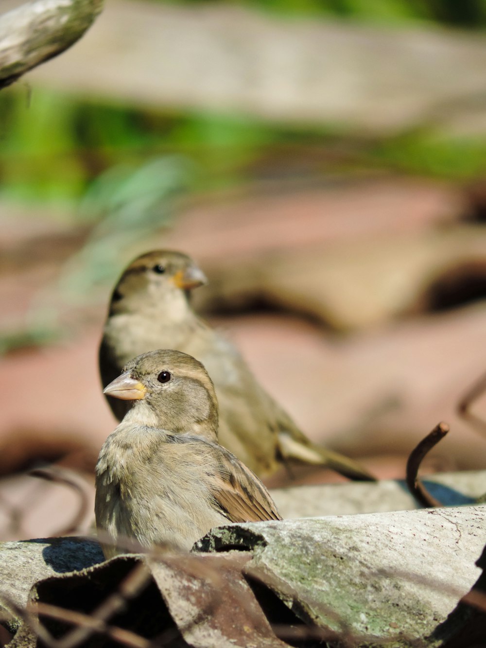 a couple of birds sitting on top of a rock