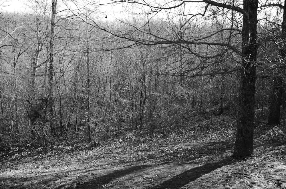 a black and white photo of a path in the woods