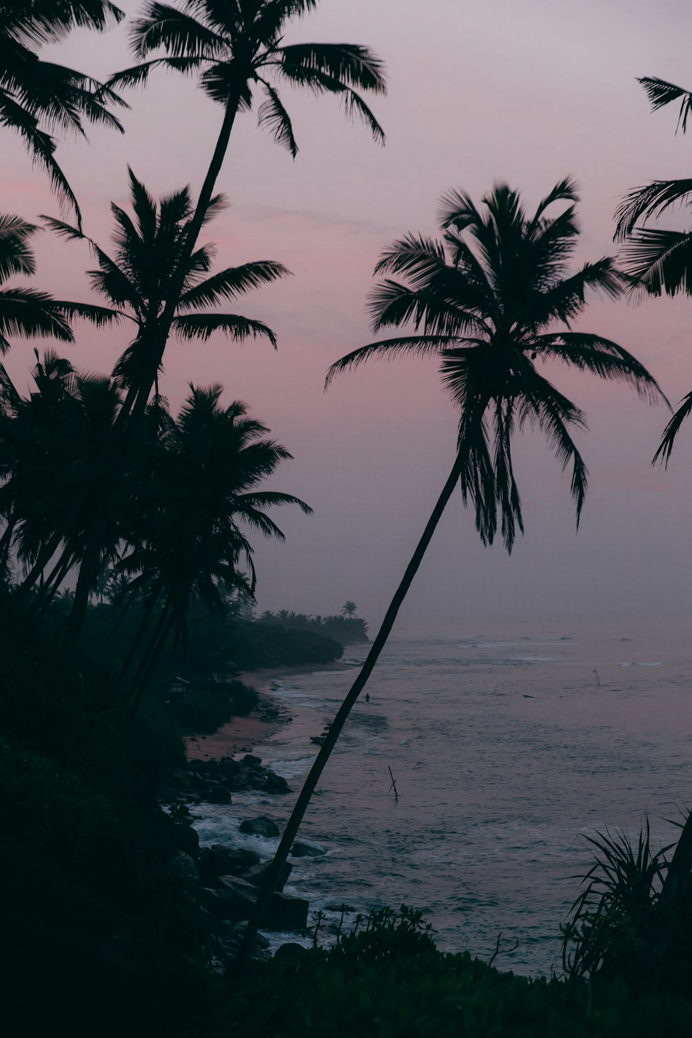 palm trees are silhouetted against a pink sky