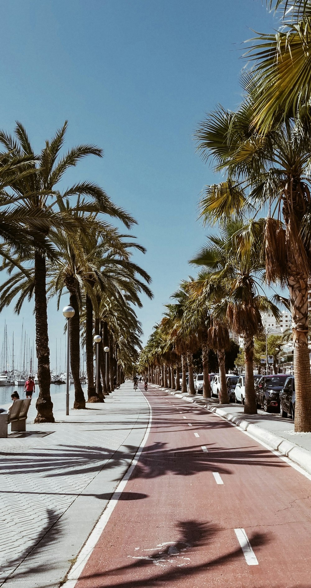 a street lined with palm trees next to the ocean