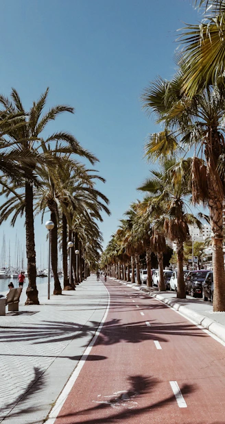 a street lined with palm trees next to the ocean