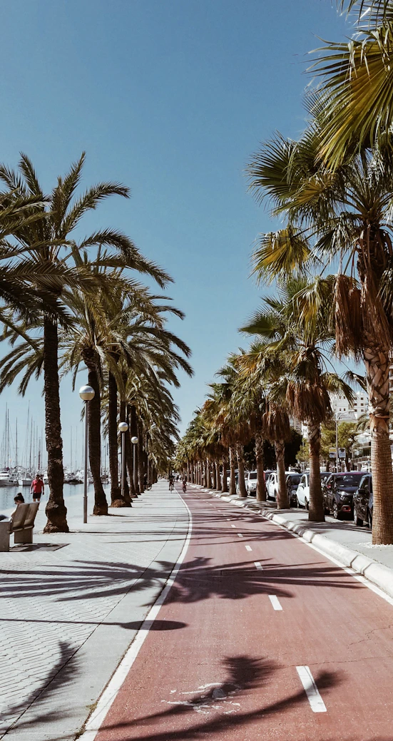 a street lined with palm trees next to the ocean