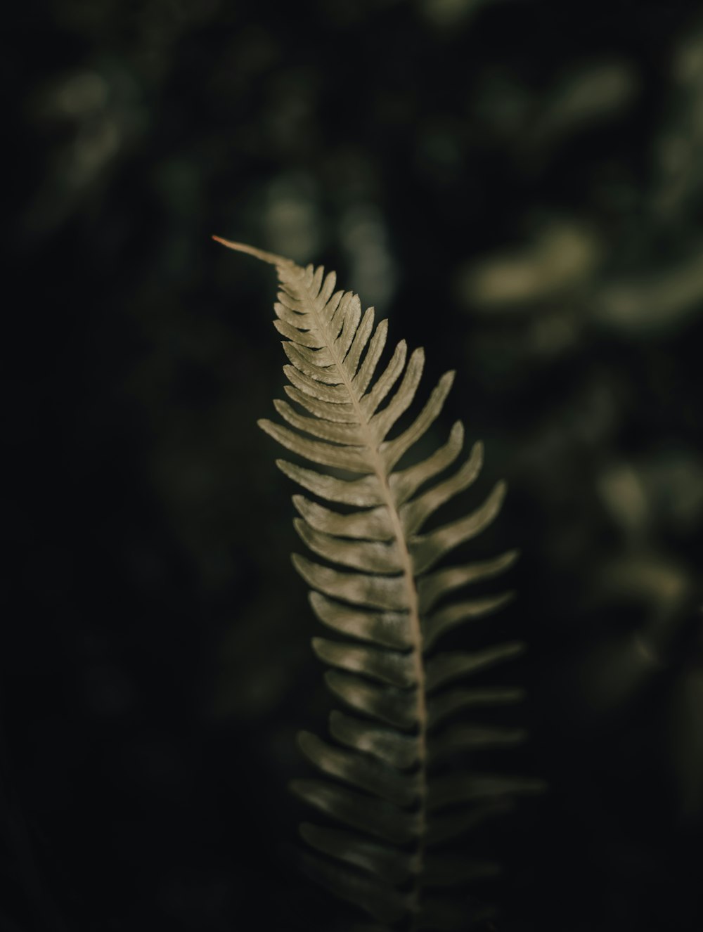 um close up de uma folha em um fundo escuro
