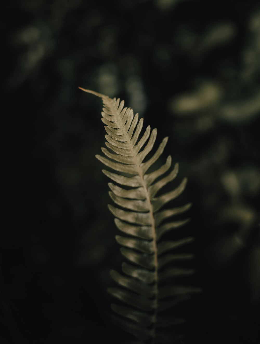 a close up of a leaf on a dark background