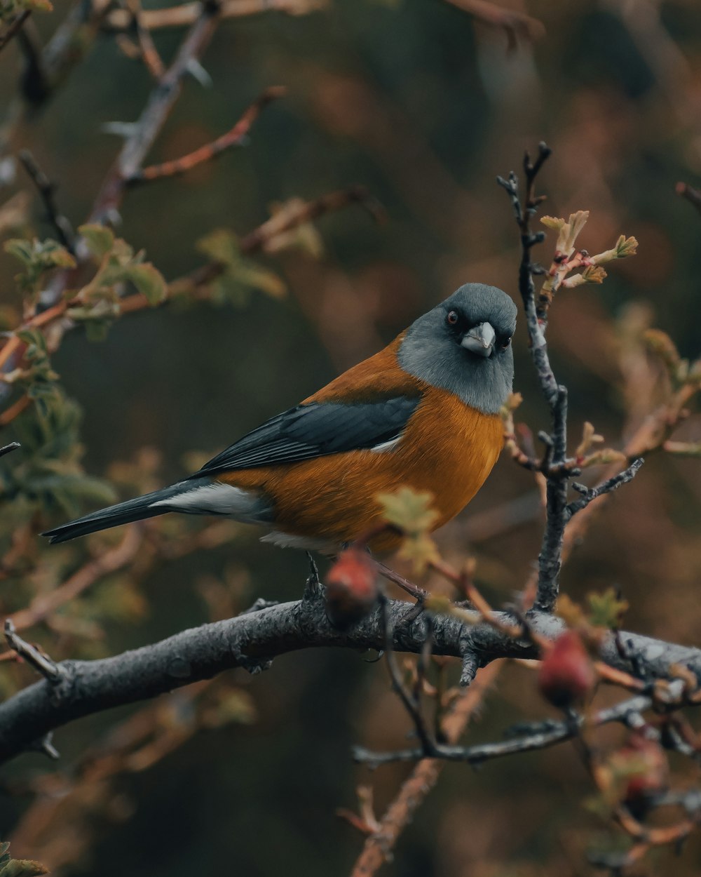 a bird is perched on a tree branch