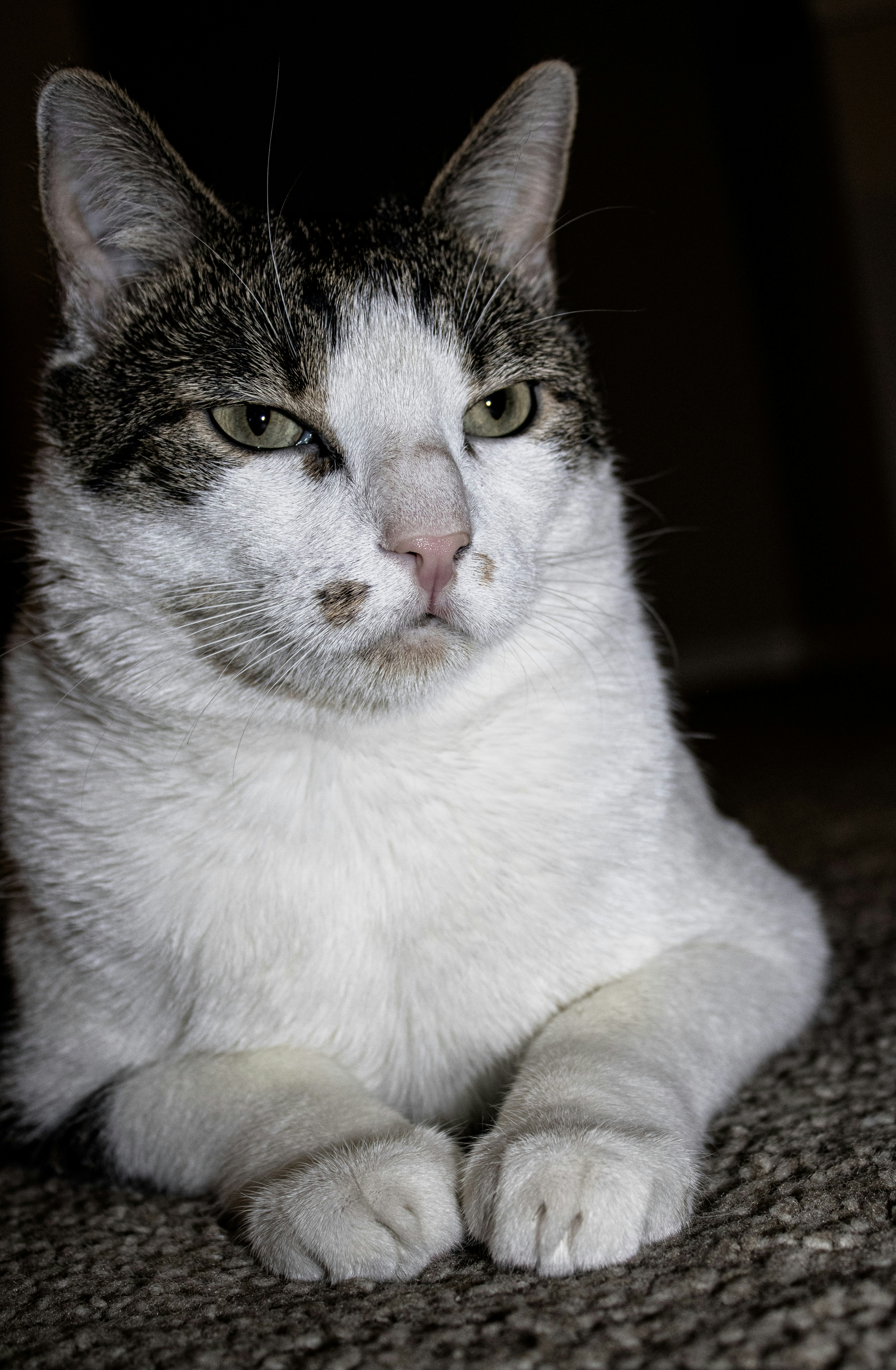 a close up of a cat laying on the ground