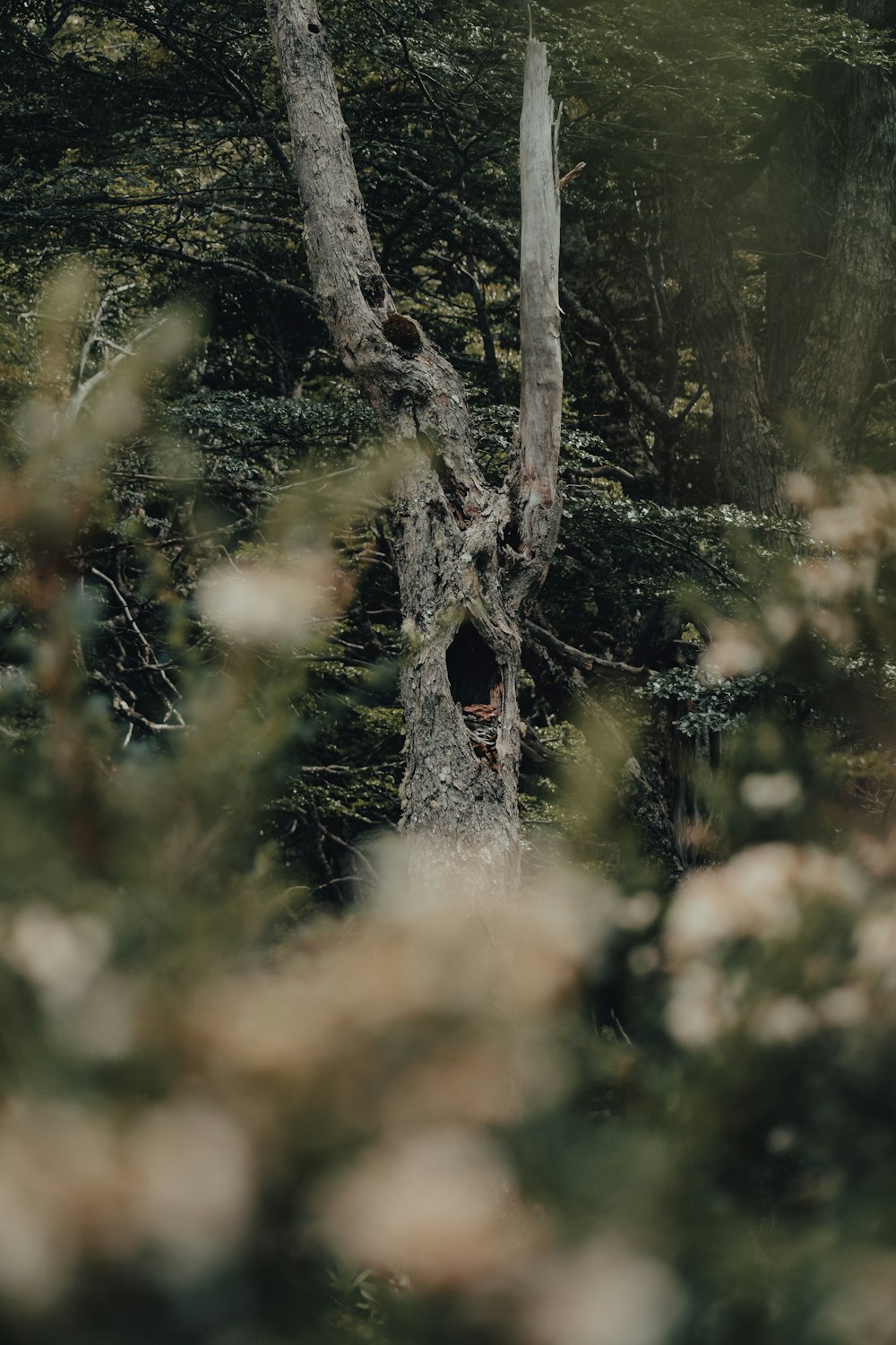 a person standing in the woods next to a tree