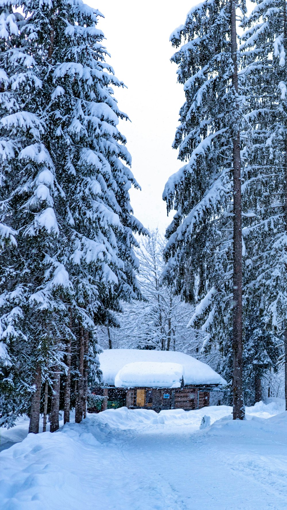 a cabin in the middle of a snowy forest