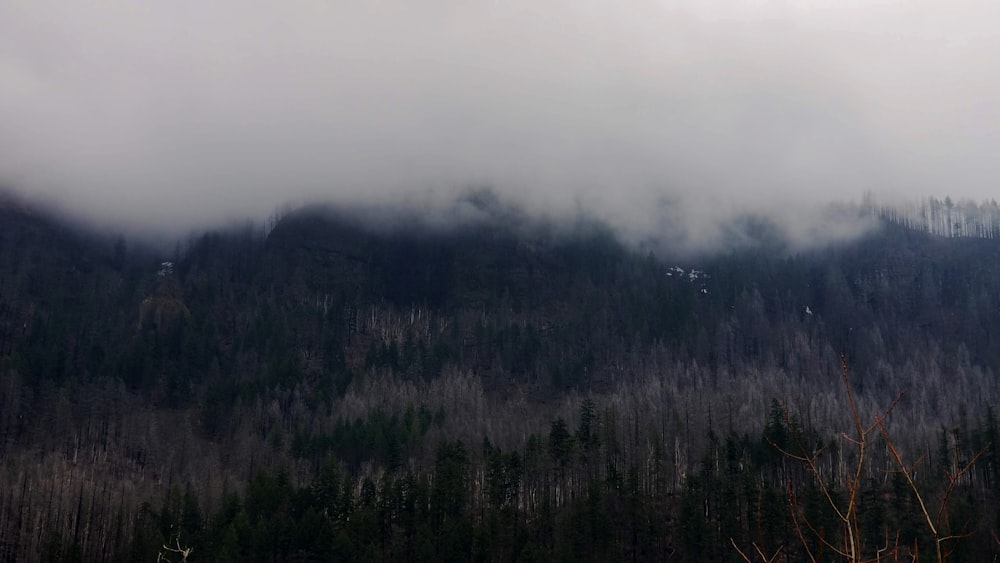 a mountain covered in fog with trees in the foreground