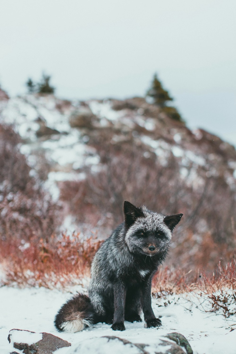 a gray fox sitting on top of a snow covered ground