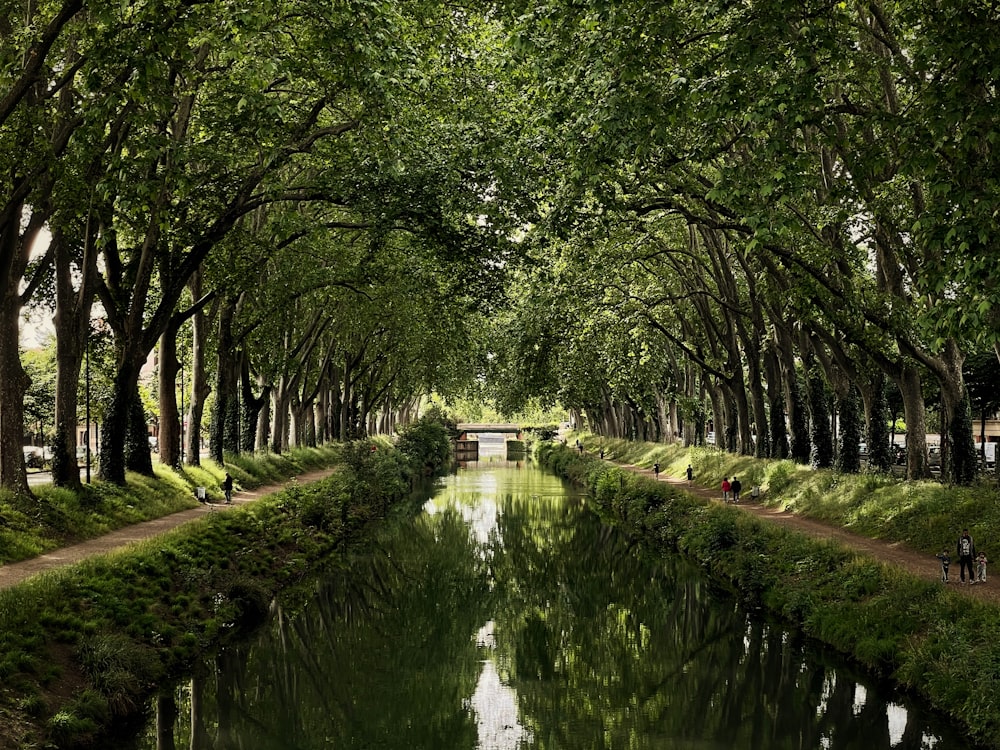 Un fiume che attraversa una lussureggiante foresta verde piena di alberi