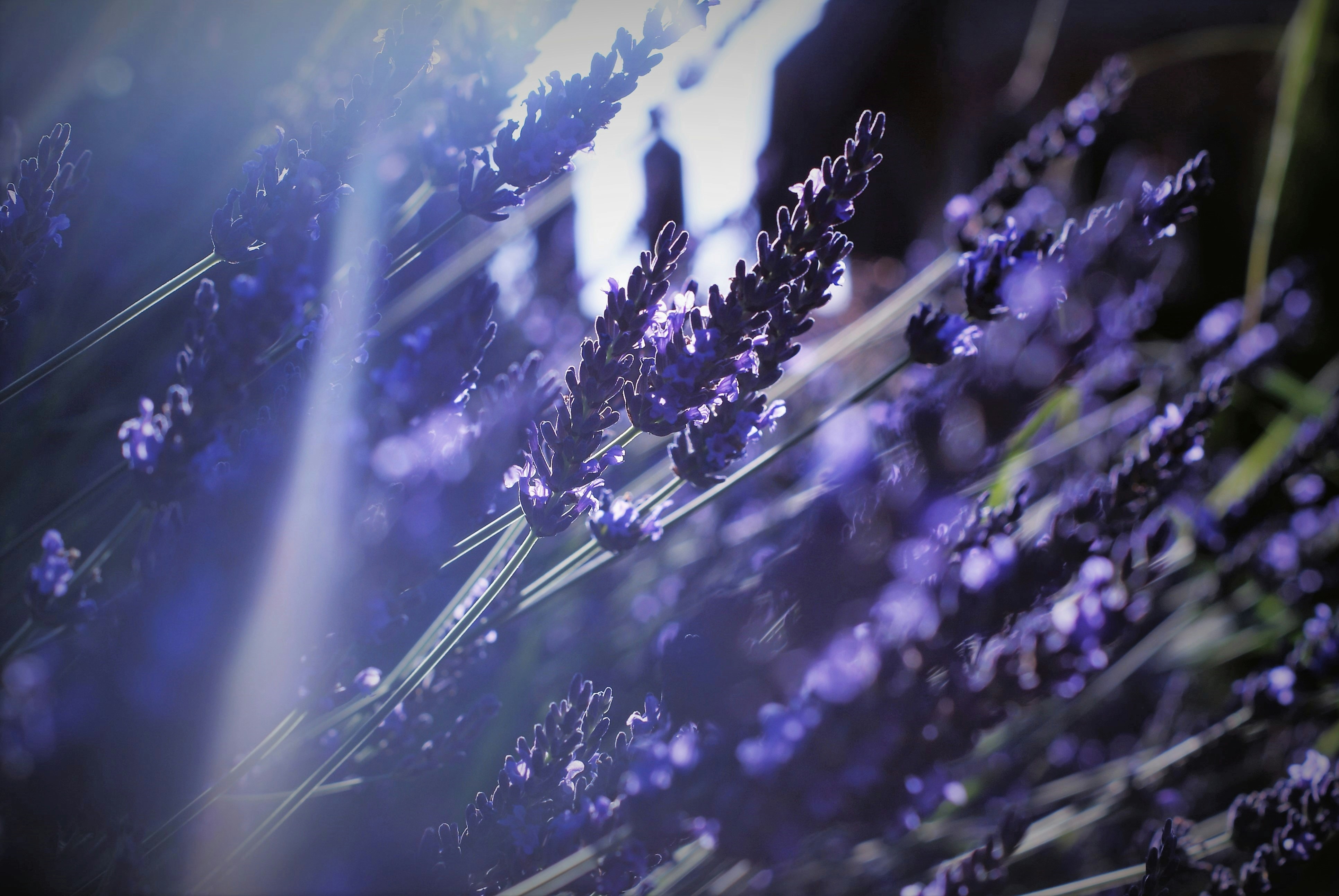 a bunch of lavender flowers in a field