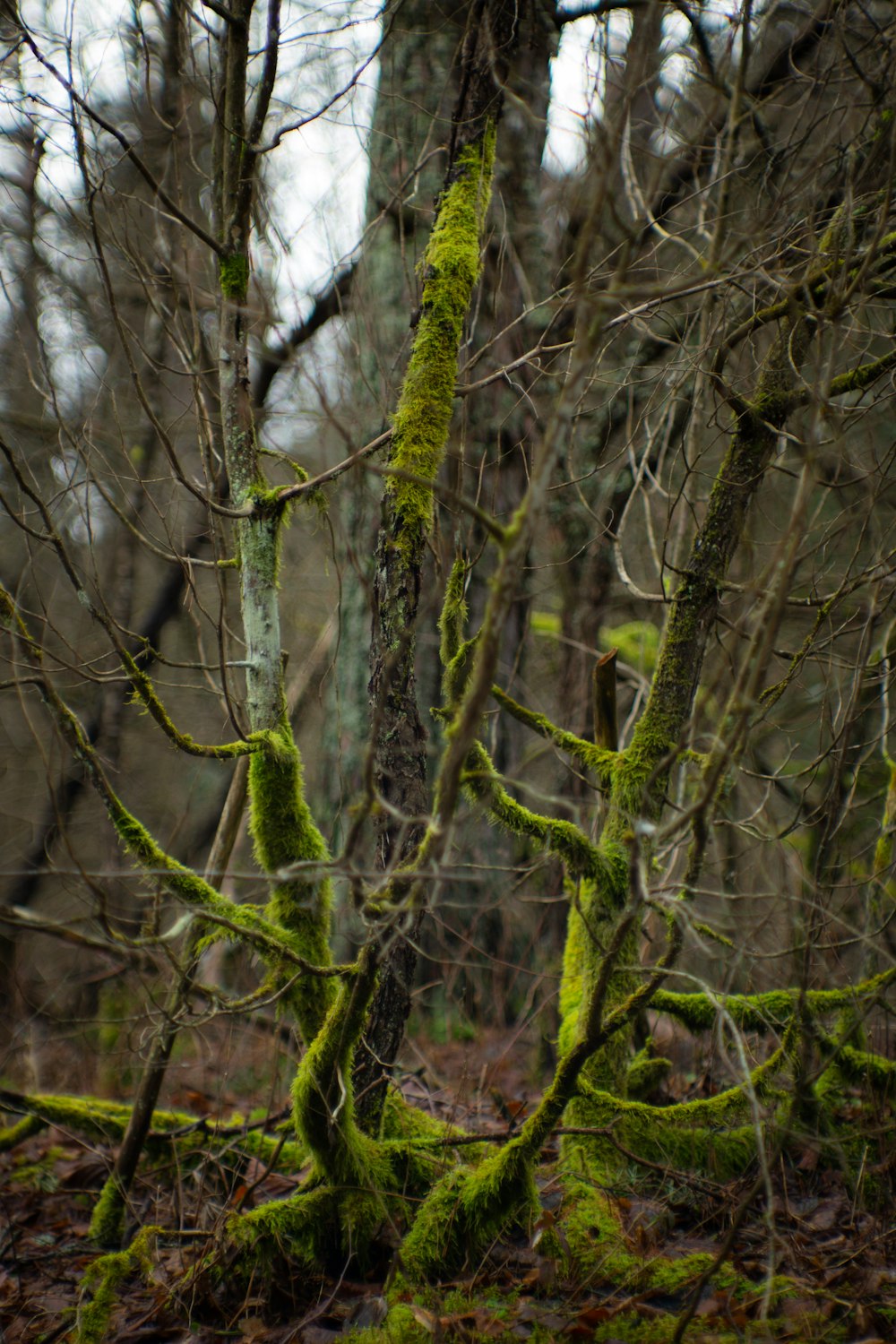 moosbedeckte Bäume in einem Wald ohne Blätter