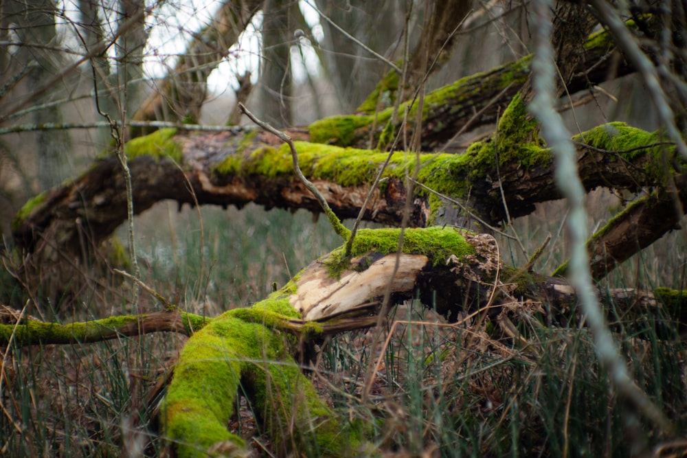 a moss covered tree branch in a forest