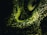 A mesmerizing pattern of glowing green particles radiates against a dark background, creating a swirling luminous effect reminiscent of cosmic or underwater phenomena.