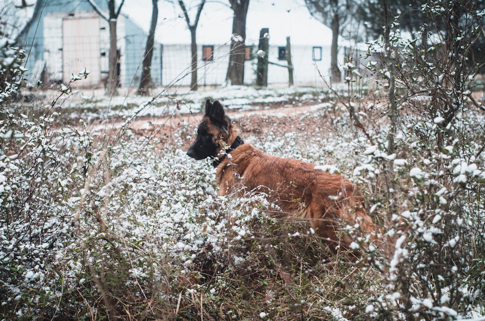 a dog is sitting in a field of snow