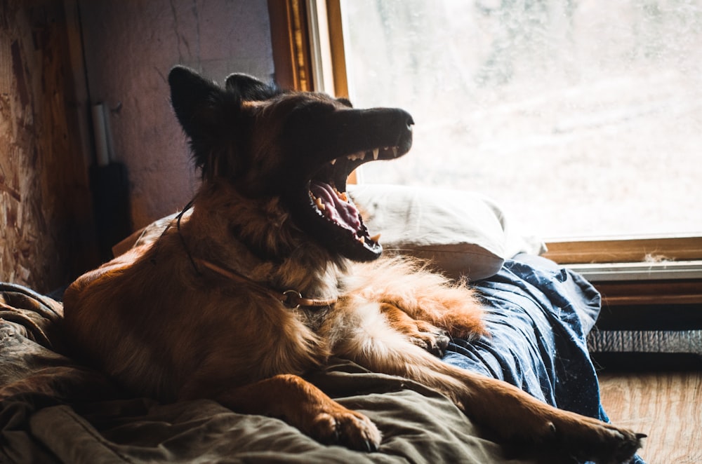 a large brown dog laying on top of a bed