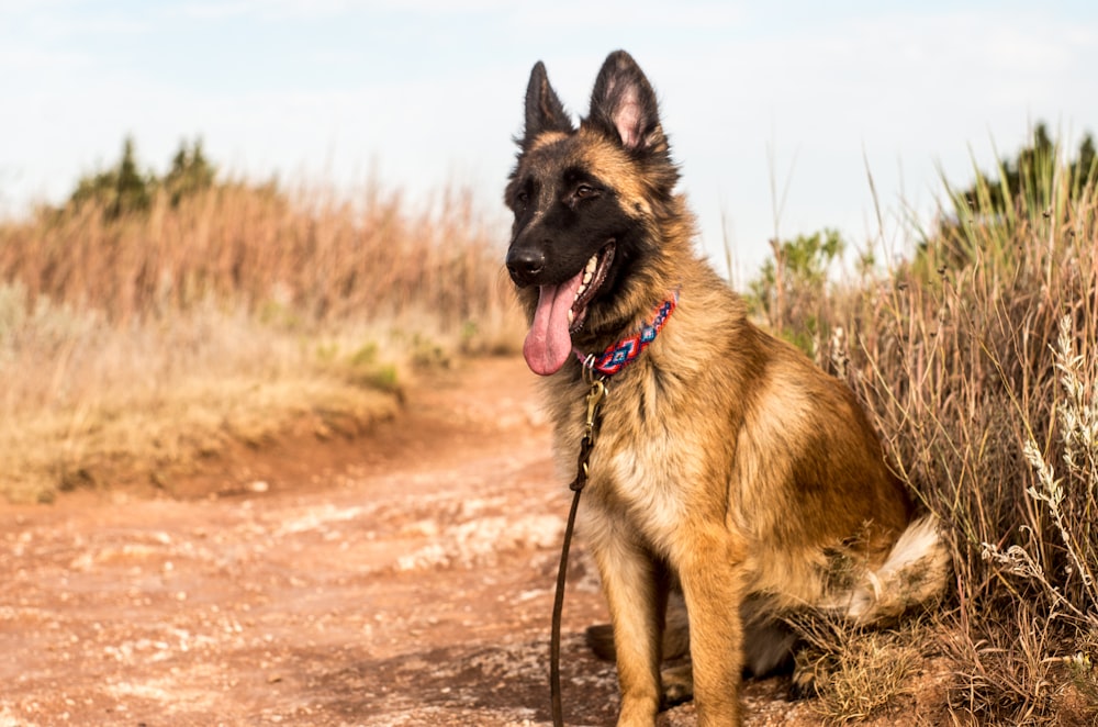 a german shepherd dog sitting on a dirt road
