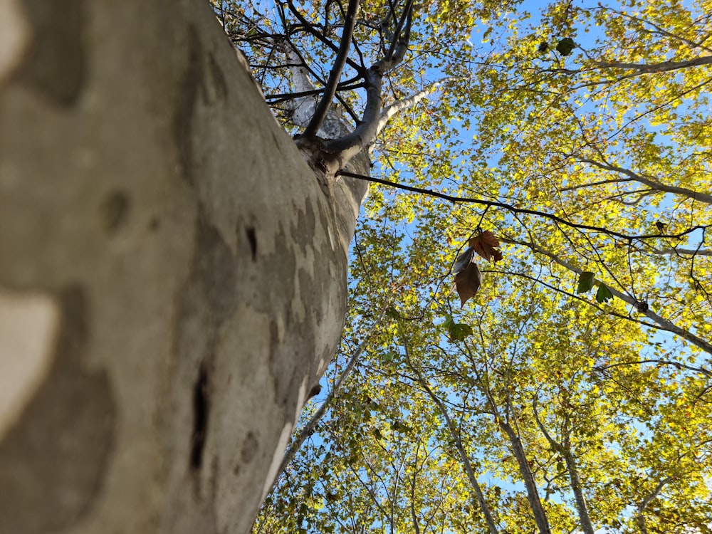 looking up at the leaves of a tree