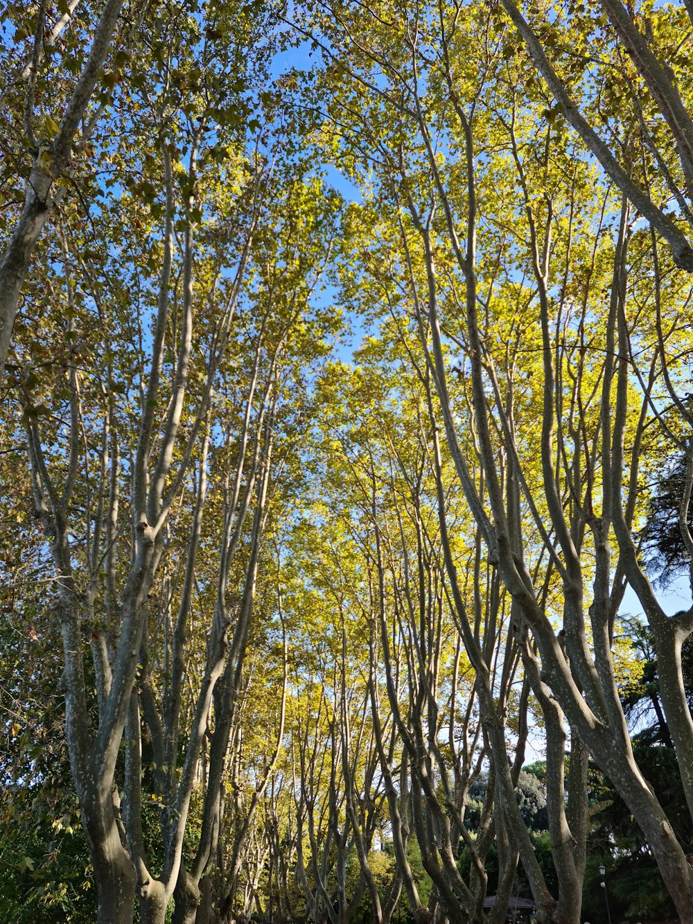 a group of trees that are next to each other