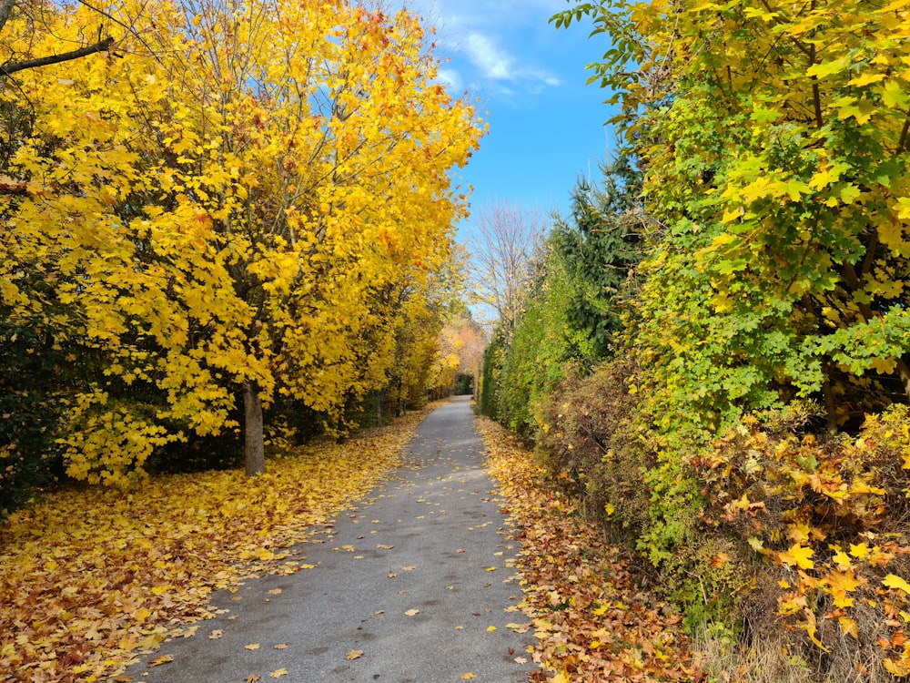 a road surrounded by trees with yellow leaves