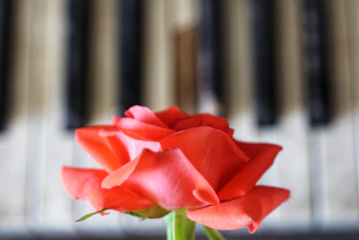 a close up of a flower near a piano