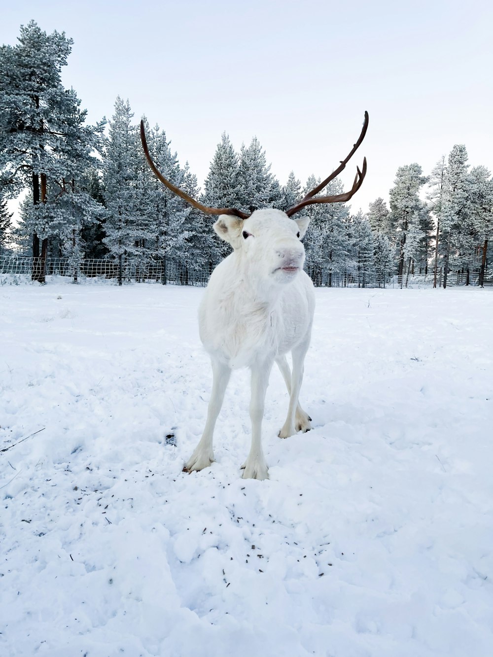 um animal branco com chifres grandes em pé na neve