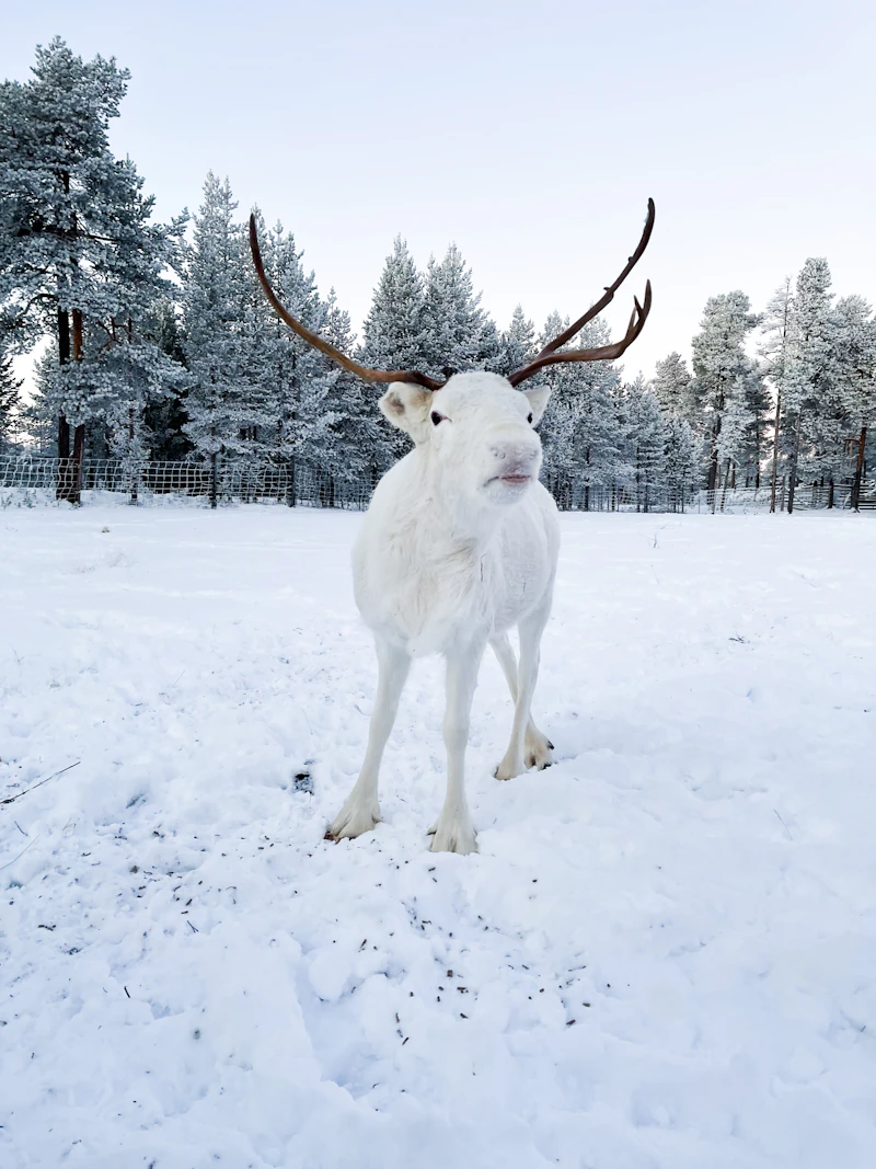 Reindeer of Lapland