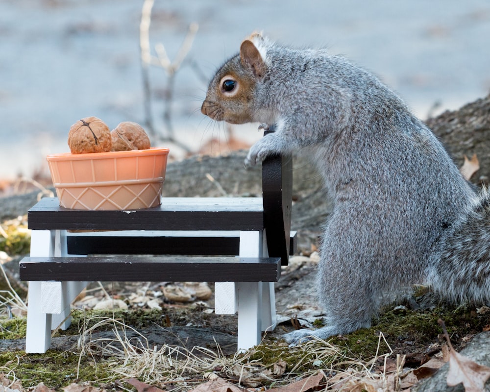 a squirrel sitting on a bench looking at a bowl of nuts