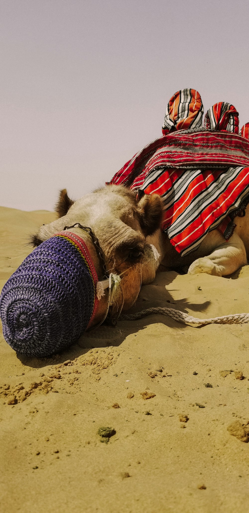 a camel laying on the sand with a blanket on its back