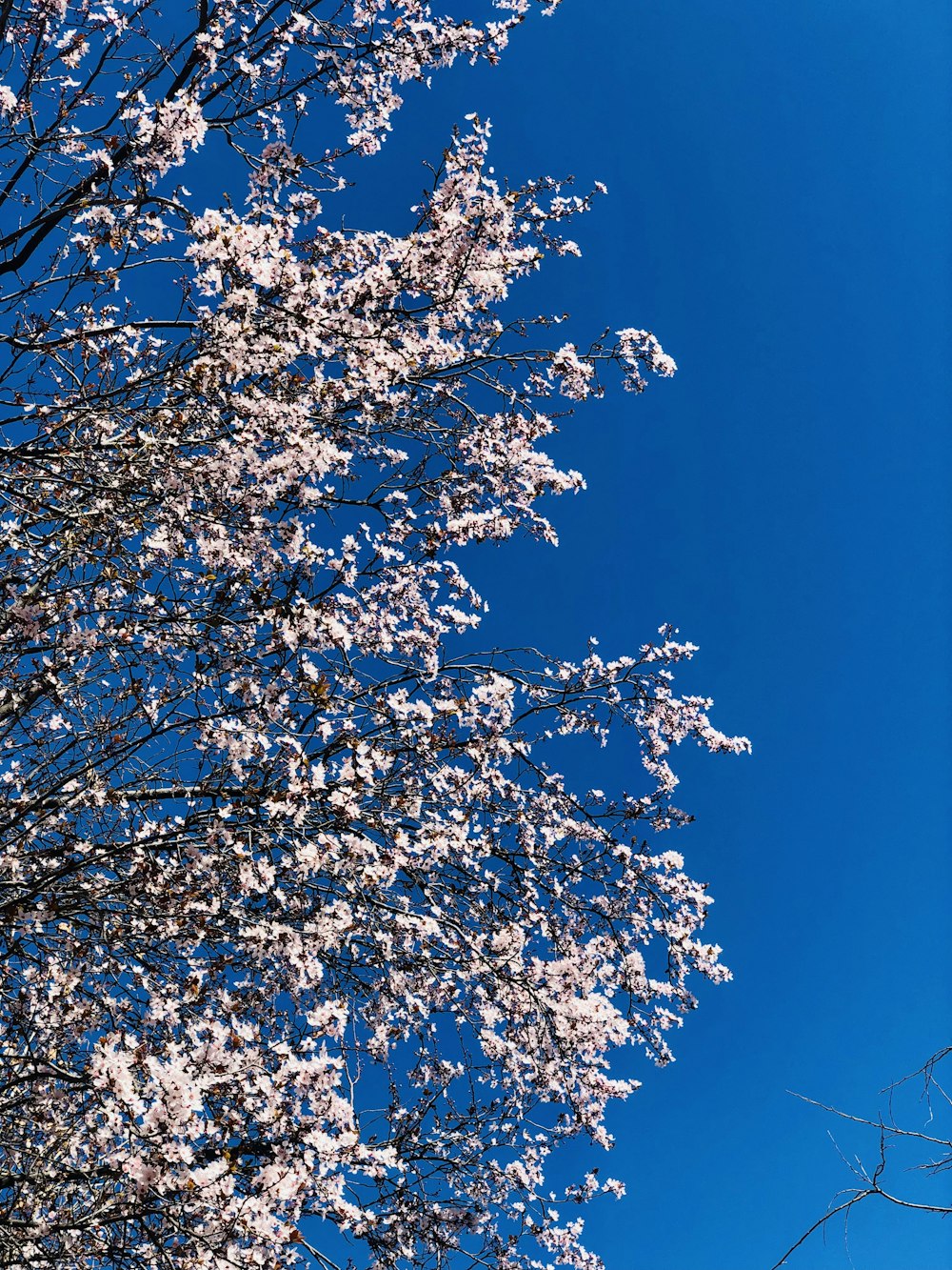 uma árvore com flores brancas e um céu azul no fundo