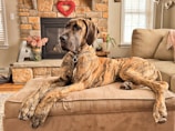 a large brown dog laying on top of a couch